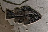 Museum-Quality Green River Fossil Fish Mural - Two Phareodus! #368995-1